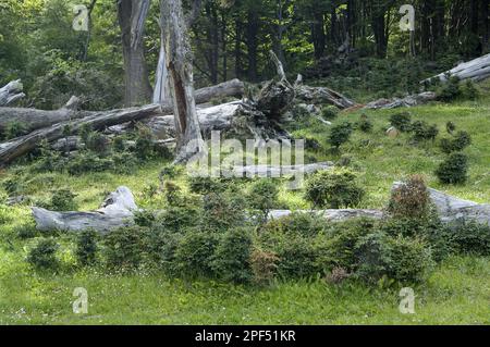 Lenga beech (Nothofagus pumilio) regeneration and fallen logs, Southern Patagonia, Tierra del Fuego, Argentina Stock Photo