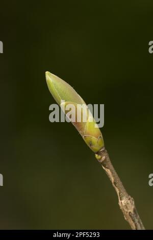 Sycamore (Acer pseudoplatanus) close-up of leafbud, Sheffield, South Yorkshire, England, United Kingdom Stock Photo