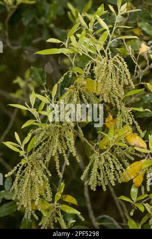 Holm oak (Quercus ilex) close-up of flowers and leaves, Sardinia, Italy Stock Photo