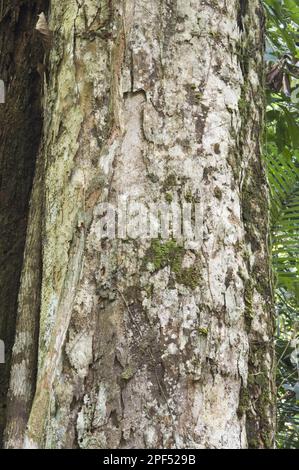 Greenheart (Chlorocardium rodiei) close-up of trunk, Iwokrama Rainforest, Guiana Shield, Guyana Stock Photo