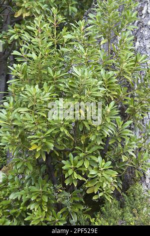 Winter's Bark (Drimys winteri) leaves, growing in understory of Southern Beech (Nothofagus sp.) forest, Tierra del Fuego N. P. Southern Patagonia Stock Photo