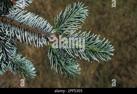 Delavay's delavay's silver-fir (Abies delavayi) leaf/lower Stock Photo