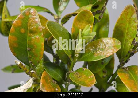 Box rust, Puccia buxi, pustules on the upper side of a diseased parterre hedge leaf Stock Photo