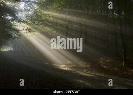 Old mixed forest of copper beech (Fagus sylvatica) and european hornbeams (Carpinus betulus) with sunrays in early morning mist, Breite Nature Stock Photo