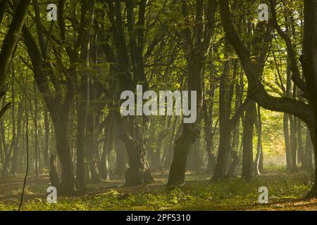 Old mixed forest of copper beech (Fagus sylvatica) and european hornbeams (Carpinus betulus) in early morning mist, Breite nature reserve Stock Photo