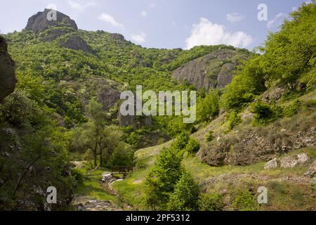 View of a botanically rich protected area with Oriental oriental hornbeam (Carpinus orientalis) and manna ash (Fraxinus ornus) growing on volcanic Stock Photo