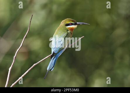 Blue-tailed bee-eater (Merops philippinus), Blue-tailed Bee-eater, Bee-eaters, Animals, Birds, Blue-tailed Bee-eater adult, perched on twig, Yala N. Stock Photo