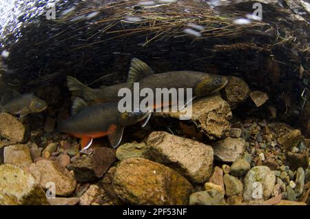 Arctic char (Salvelinus alpinus) adult males and females, in breeding colours, swimming underwater in river flowing into glacial lake during spawning Stock Photo