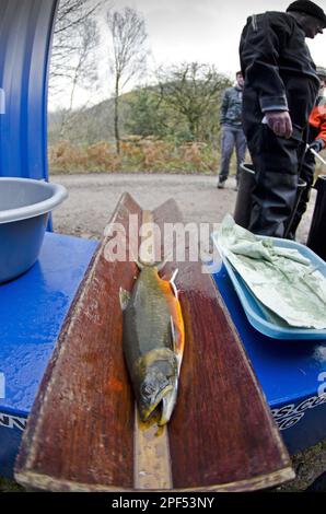 Arctic char (Salvelinus alpinus), adult male, in breeding colours, caught to be measured and culled for fertilisation of the eggs, which are then Stock Photo