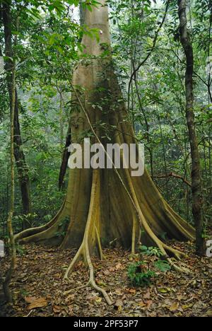 Dipterocarp (Dipterocarpaceae sp.) with buttress roots, growing in primary rainforest, Taksin Maharat N. P. Tak Province, Western Thailand Stock Photo