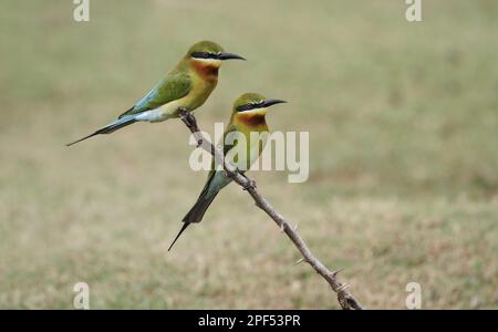 Blue-tailed bee-eater (Merops philippinus), Blue-tailed Bee-eaters, Animals, Birds, Blue-tailed Bee-eater adult pair, perched on dead Yala N. P. Sri Stock Photo