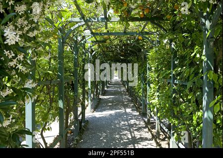 Orange (Citrus sinensis) in fruit, with flowering jasmine (Jasminum sp.), growing on the arch, Villa Carlotta, Tremezzo, Lake Como, Lombardy, Italy Stock Photo
