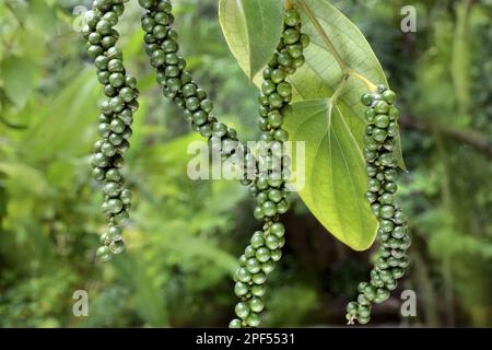 Black pepper (Piper nigrum) green pepper, unripe fruit, Trivandrum, Thiruvananthapuram district, Kerala, India Stock Photo