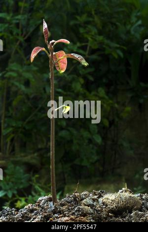 Mango (Mangifera indica) shoot, Trivandrum, Kerala, India Stock Photo