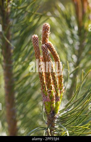 Scots pine (Pinus sylvestris), scots pine, Scots pine, Scots pine close-up of new shoots, Powys, Wales, United Kingdom Stock Photo