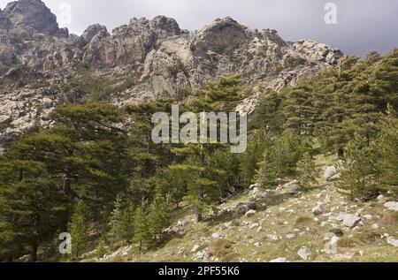 Pinus nigra laricio corsicanus, Corsican european black pine (Pinus nigra var. corsicana) old montane forest habitat, Col de Bavella, Corsica, France Stock Photo