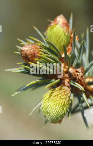 Sitka spruce (Picea sitchensis) close-up of opening buds, Powys, Wales, United Kingdom Stock Photo