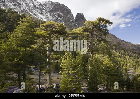 Pinus nigra laricio corsicanus, Corsican european black pine (Pinus nigra var. corsicana) high altitude mature forest habitat, Asco Valley, Corsica Stock Photo