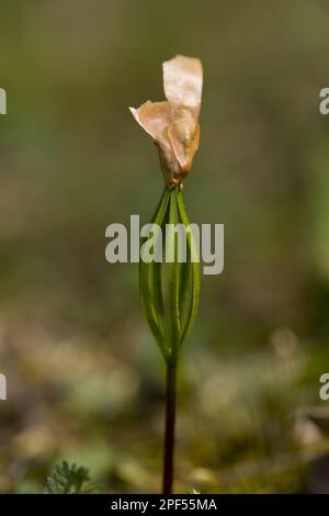 Balkan pine, Macedonian Pine (Pinus peuce), Balkan Pine, Pine family, Macedonian Pine seedling germinating, with seed coat still attached, Bulgaria Stock Photo