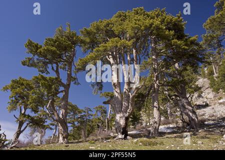 Black pine (Pinus nigra ssp. pallasiana), in montane environment, Vali Cesmesi Gecidi Pass, Taurus Mountains, Anatolia, Turkey, Spring Stock Photo