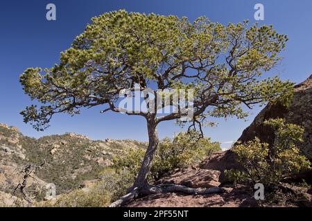 Mexican pinyon (Pinus cembroides) pine habit, grows in the desert, Chisos Mountains, Big Bend N. P. Chihuahuan Desert, utricularia ochroleuca (U.) Stock Photo
