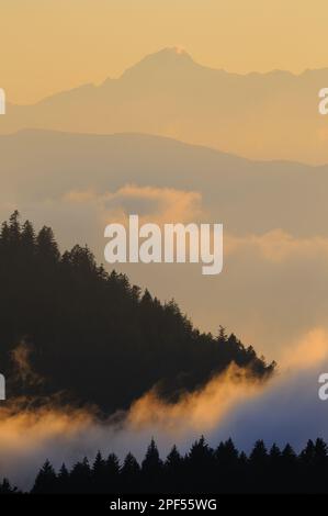 Norway Spruce (Picea abies) mountain forest habitat, in low cloud after rainfall at sunset, Dolomites, Italian Alps, Italy Stock Photo