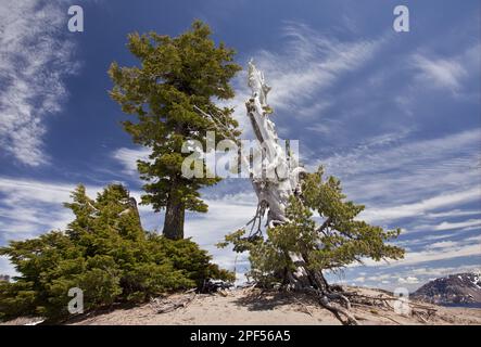 White pine (Pinus albicaulis) and mountain hemlock (Tsuga mertensiana) old growth, growing at 2200-meter band (2200m), Crater Lake N. P. Cascade Stock Photo
