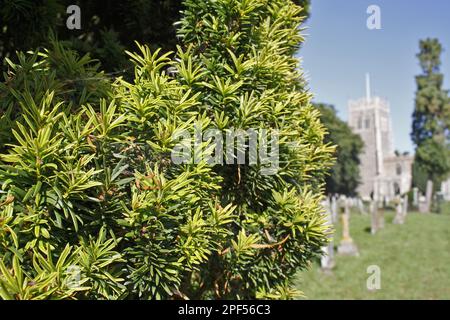 Irish Yew (Taxus baccata) 'Fastigiata', close-up of leaves, growing in village churchyard, St. Mary's Church, Mendlesham, Suffolk, England, United Stock Photo