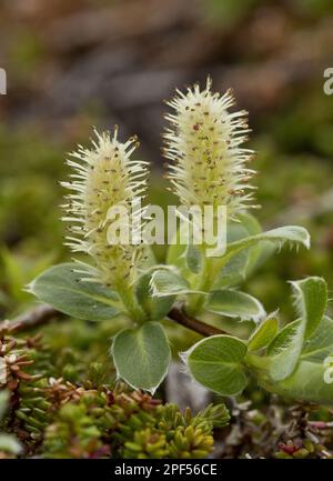 Gray willow (Salix glauca), Arctic Grey Willow, Grey Willow with