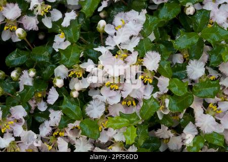 Miniature Holly (Malpighia coccigera) close-up of leaves and flowers, Palawan Island, Philippines Stock Photo