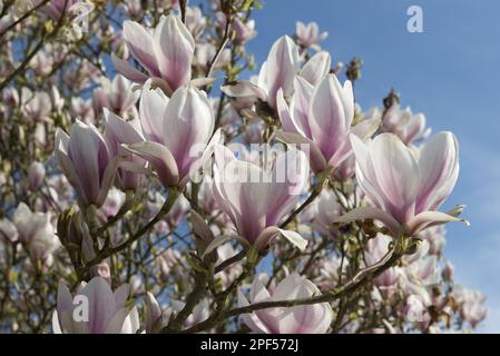 Saucer chinese magnolia (Magnolia x soulangeana), established flowering tree in spring Stock Photo