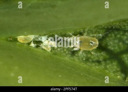 Phytoseiid mite (Phytoseiidae) with prey mites on the underside of a sycamore leaf Stock Photo