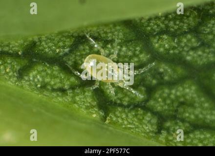 Phytoseiid mite (Phytoseiidae) on the underside of a sycamore leaf Stock Photo