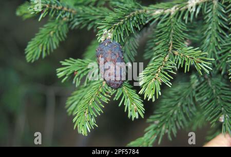 Purple spruce (Picea), purple spruce, pine family purpurea fruit Stock Photo