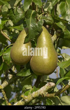 Common european pear (Pyrus communis), 'Conference' fruit on old tree, Berkshire, England, United Kingdom Stock Photo