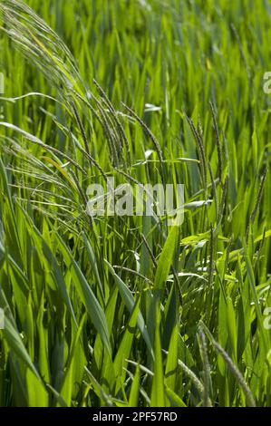 Barren brome (Bromus sterilis) and blackgrass, Alopecurus myosuroides, on the way to a wheat crop, Berkshire, England, United Kingdom Stock Photo