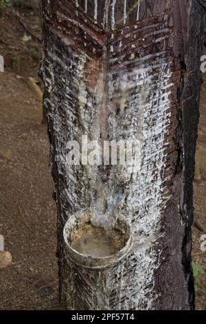 Caribbean pine, pine family, Tapping pine tree for resin, Sri Lanka Stock Photo