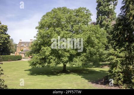 Black Walnut, eastern black walnut (Juglans nigra), Black Walnut tree at Launde Abbey early autumn Stock Photo