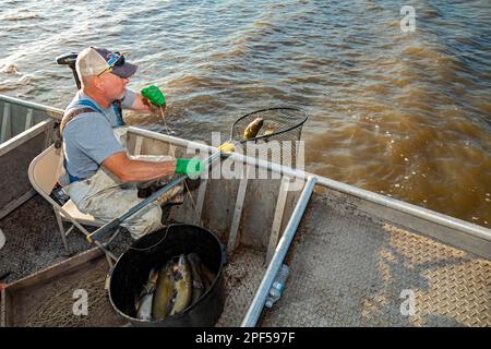 catfish hanging on fishing line Stock Photo - Alamy