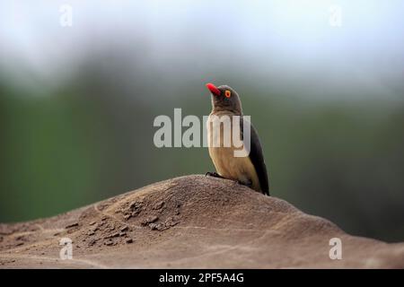 Red-billed oxpecker (Buphagus erythrorhynchus), adult on back of white rhino, Hluhluwe Umfolozi National Park, Hluhluwe iMfolozi National Park Stock Photo