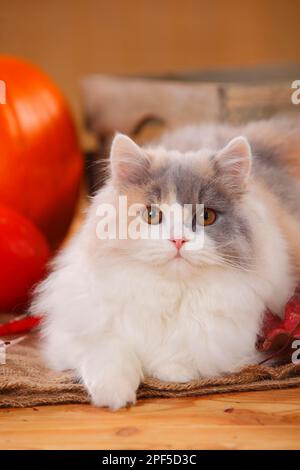 British Longhair, blue-tortie-white Stock Photo