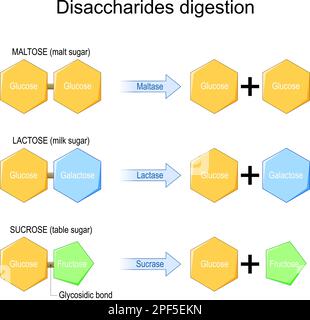 Disaccharides digestion. Enzymes effect on disaccharides molecules. chemical reaction. sucrose, lactose, maltose, and Fructose, Galactose, and Glucose Stock Vector