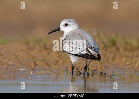 Sanderling (Calidris alba) feeding on a sandy beach. Stock Photo