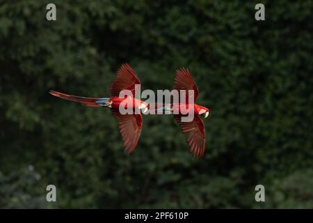 A pair of Red-and-green Macaws (Ara chloropterus) in flight, Central Brazil Stock Photo