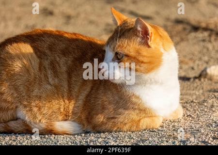 Ginger red hair tabby cat enjoying the sun laying outside relaxed on the ground Stock Photo