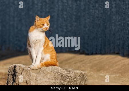 Ginger red hair tabby cat enjoy the sun outside sitting relaxed on the sun Stock Photo