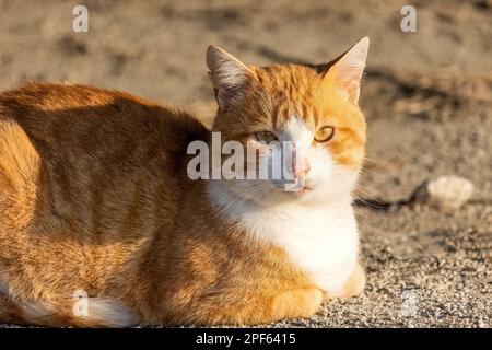 Ginger red hair tabby cat enjoying the sun laying outside relaxed on the ground Stock Photo
