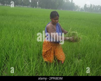 Naogaon, Bangladesh. 17th Mar, 2023. Indigenous Santal women farmers work in a paddy field during the sunset on the outskirts of Kornai village in the Naogaon district. (Credit Image: © MD Mehedi Hasan/ZUMA Press Wire) EDITORIAL USAGE ONLY! Not for Commercial USAGE! Stock Photo