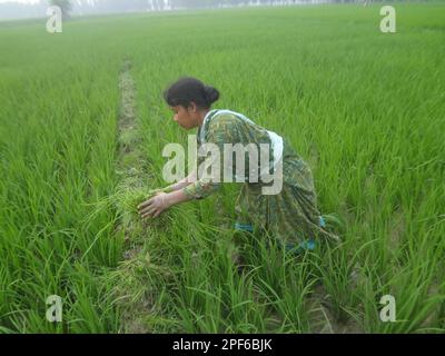 Naogaon, Bangladesh. 17th Mar, 2023. Indigenous Santal women farmers work in a paddy field during the sunset on the outskirts of Kornai village in the Naogaon district. (Credit Image: © MD Mehedi Hasan/ZUMA Press Wire) EDITORIAL USAGE ONLY! Not for Commercial USAGE! Stock Photo