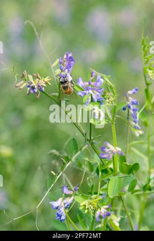 A honey bee visiting a Hairy Vetch plant in springtime. Stock Photo